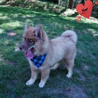 AKC Brown/white OFA Embark, a male Siberian Husky for sale in Anderson, SC – Photo 6 of 10