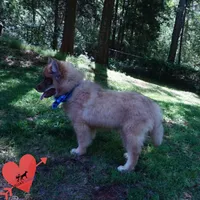 AKC Brown/white OFA Embark, a male Siberian Husky for sale in Anderson, SC – Photo 5 of 10