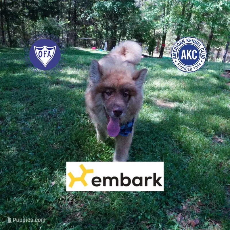 AKC Brown/white OFA Embark – Siberian Husky puppy for sale in Anderson, SC