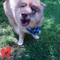 AKC Brown/white OFA Embark, a male Siberian Husky for sale in Anderson, SC – Photo 7 of 10