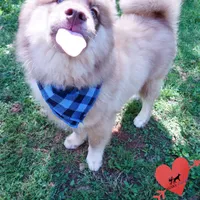 AKC Brown/white OFA Embark, a male Siberian Husky for sale in Anderson, SC – Photo 4 of 10