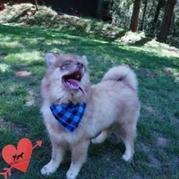 AKC Brown/white OFA Embark, a male Siberian Husky for sale in Anderson, SC – Photo 2 of 10