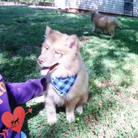 AKC Brown/white OFA Embark, a male Siberian Husky for sale in Anderson, SC – Photo 8 of 10