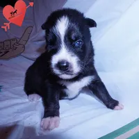 Health Tested Parents - Cyclops, a male Siberian Husky for sale in Anderson, SC – 7 of 10