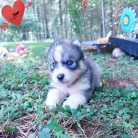 OFA & Embark Tested Parents - Usopp, a male Siberian Husky for sale in Anderson, SC – 7 of 9
