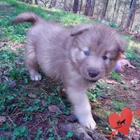 Brown/white AKC, a male Siberian Husky for sale in Anderson, SC – Photo 6 of 10