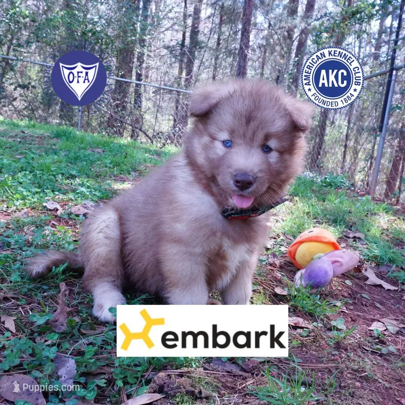 Brown/white AKC – Siberian Husky puppy for sale in Anderson, SC