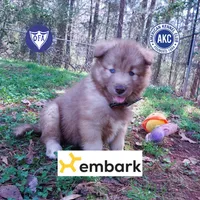 Brown/white AKC, a male Siberian Husky for sale in Anderson, SC – Photo 1 of 10