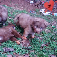 Brown/white AKC, a male Siberian Husky for sale in Anderson, SC – Photo 4 of 10