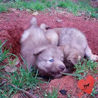 Brown/white AKC, a male Siberian Husky for sale in Anderson, SC – Photo 7 of 10
