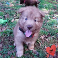 Brown/white AKC, a male Siberian Husky for sale in Anderson, SC – Photo 2 of 10