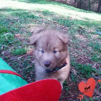 Brown/white AKC, a male Siberian Husky for sale in Anderson, SC – Photo 5 of 10