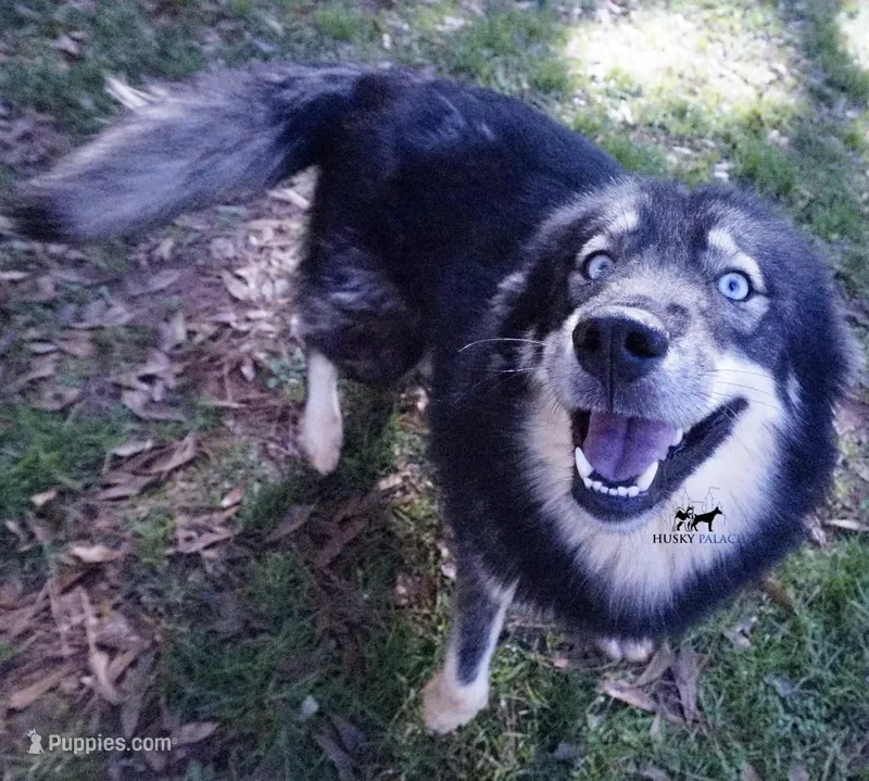 AKC Agouti Trained Spayed