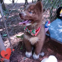 AKC OFA Tested Parents, a female Siberian Husky for sale in Anderson, SC – 5 of 10
