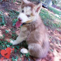 AKC OFA Red/white, a male Siberian Husky for sale in Anderson, SC – 8 of 10