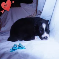 Health Tested Parents - Cyclops, a male Siberian Husky for sale in Anderson, SC – 4 of 10