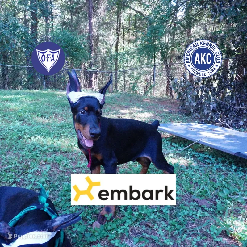 Ear cropped AKC Euro OFA & Embark – Doberman Pinscher puppy for sale in Anderson, SC