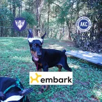 Ear cropped AKC Euro OFA & Embark, a male Doberman Pinscher for sale in Anderson, SC – 1 of 10