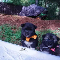 AKC Solid Black OFA & Embark, a female Siberian Husky for sale in Anderson, SC – 7 of 10