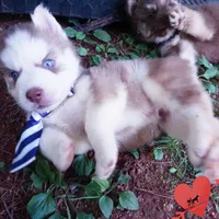 AKC OFA Red/white, a male Siberian Husky for sale in Anderson, SC – 8 of 10