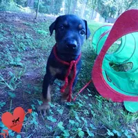 Champion & Full Euro AKC - Kora, a female Doberman Pinscher for sale in Anderson, SC – 6 of 10