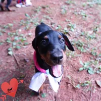 Champion & Full Euro AKC - Yue, a female Doberman Pinscher for sale in Anderson, SC – 2 of 10