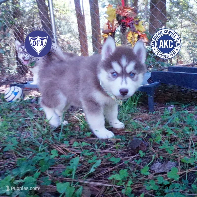 Red/white Ready Soon! – Siberian Husky puppy for sale in Anderson, SC
