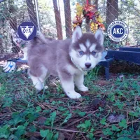 Red/white Ready Soon!, a female Siberian Husky for sale in Anderson, SC – 1 of 10