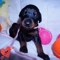 Champion & Full Euro AKC, a female Doberman Pinscher for sale in Anderson, SC – 8 of 10