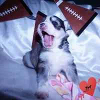 AKC Ready in March, a female Siberian Husky for sale in Anderson, SC – Photo 4 of 10