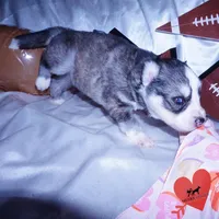 AKC Ready in March, a female Siberian Husky for sale in Anderson, SC – Photo 7 of 10