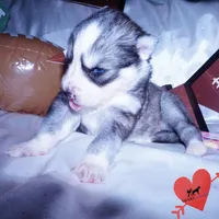 AKC Ready in March, a female Siberian Husky for sale in Anderson, SC – Photo 5 of 10