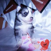 AKC Ready in March, a female Siberian Husky for sale in Anderson, SC – Photo 2 of 10