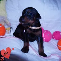Champion & Full Euro AKC, a female Doberman Pinscher for sale in Anderson, SC – 5 of 10