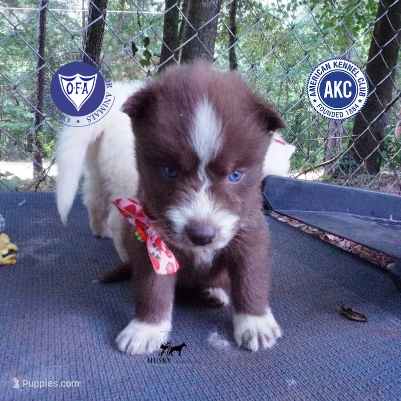 AKC Brown/white OFA – Siberian Husky puppy for sale in Anderson, SC