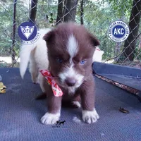 AKC Brown/white OFA, a female Siberian Husky for sale in Anderson, SC – 1 of 10