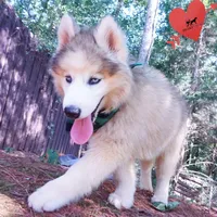 OFA & Embark Tested Parents, a female Siberian Husky for sale in Anderson, SC – 4 of 9