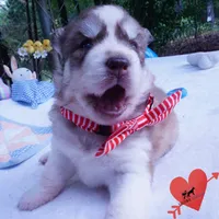 AKC Prada - Red/white OFA & Embark, a female Siberian Husky for sale in Anderson, SC – 2 of 10