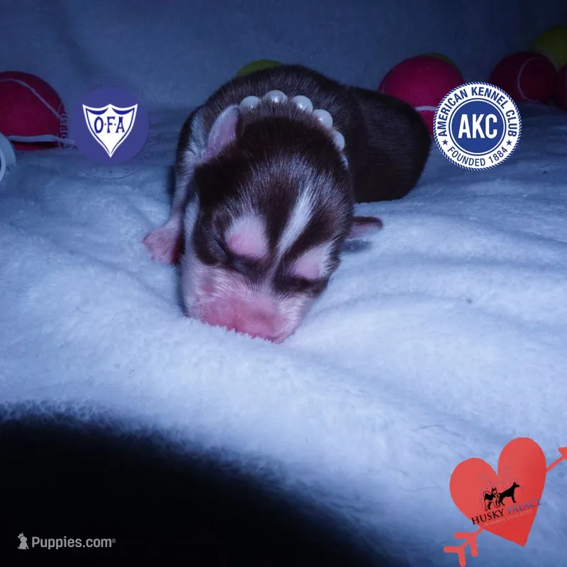 AKC Red/white OFA – Siberian Husky puppy for sale in Anderson, SC