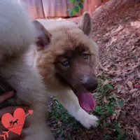 AKC Solid Brown OFA Embark, a female Siberian Husky for sale in Anderson, SC – 8 of 10