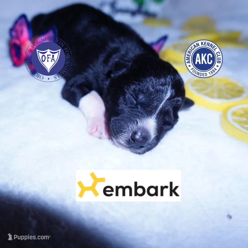Kate - Solid Black – Siberian Husky puppy for sale in Anderson, SC