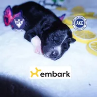 Kate - Solid Black, a female Siberian Husky for sale in Anderson, SC – 1 of 10