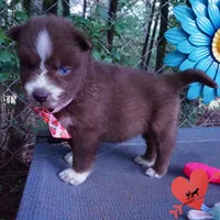 AKC Brown/white OFA, a female Siberian Husky for sale in Anderson, SC – 6 of 10