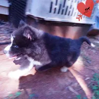 Iceman - Black/white, a male Siberian Husky for sale in Anderson, SC – 2 of 10