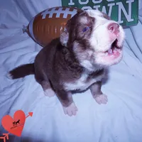 AKC & OFA Poseidon, a male Siberian Husky for sale in Anderson, SC – 2 of 10