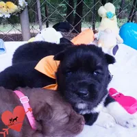 AKC Solid Black OFA & Embark, a female Siberian Husky for sale in Anderson, SC – 6 of 10