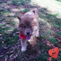 Bi-eye AKC OFA Embark, a female Siberian Husky for sale in Anderson, SC – Photo 4 of 10