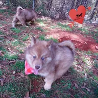 Bi-eye AKC OFA Embark, a female Siberian Husky for sale in Anderson, SC – Photo 6 of 10