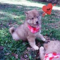 Bi-eye AKC OFA Embark, a female Siberian Husky for sale in Anderson, SC – Photo 5 of 10