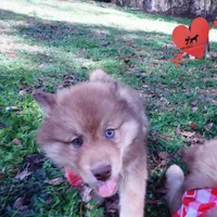 Bi-eye AKC OFA Embark, a female Siberian Husky for sale in Anderson, SC – Photo 2 of 10